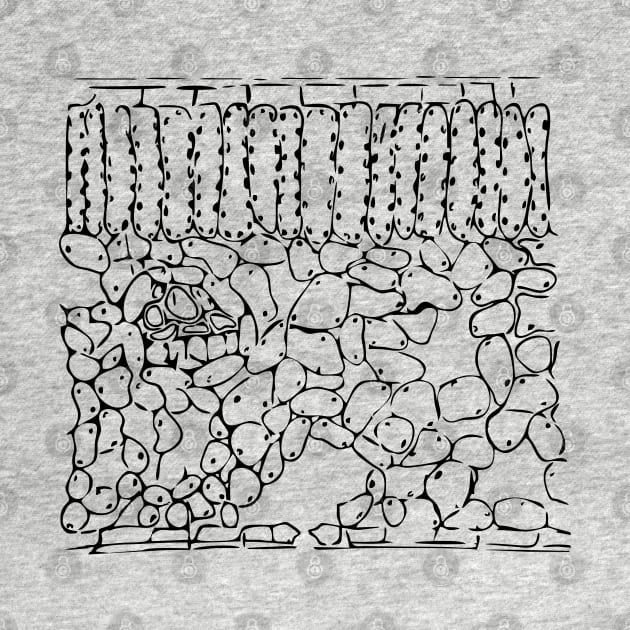 Leaf cross section (Helleborus niger) by RosArt100